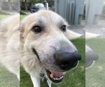 Small #4 Great Pyrenees Mix