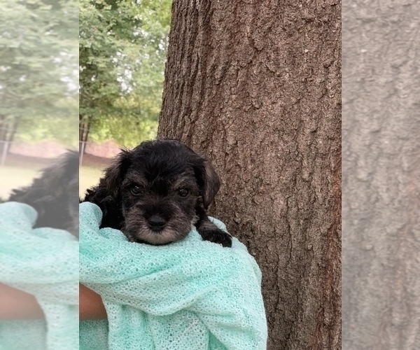 Medium Photo #3 Schnauzer (Miniature) Puppy For Sale in WINTERVILLE, GA, USA