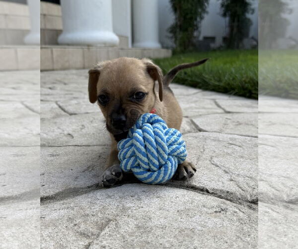 Medium Photo #2 Mutt Puppy For Sale in Davis, CA, USA