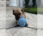 Small #1 Mutt