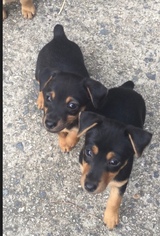 Jack Russell Terrier Puppy for sale in ALPHARETTA, GA, USA