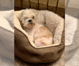 Shih Tzu-Unknown Mix Dogs for adoption in Cranston, RI, USA