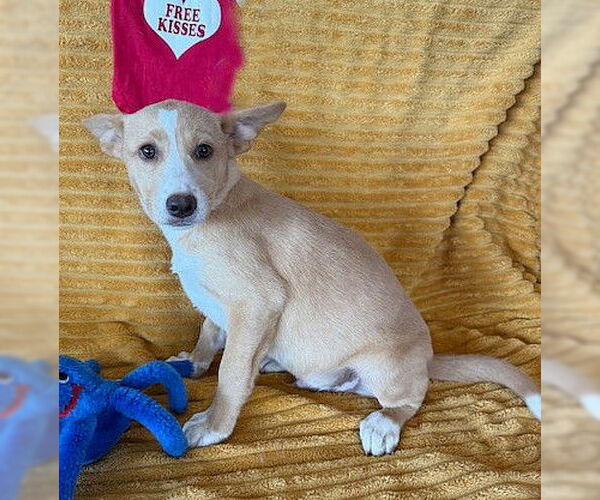 Medium Photo #3 Labrador Retriever-Unknown Mix Puppy For Sale in Genesee, WI, USA