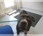 Small American Pit Bull Terrier