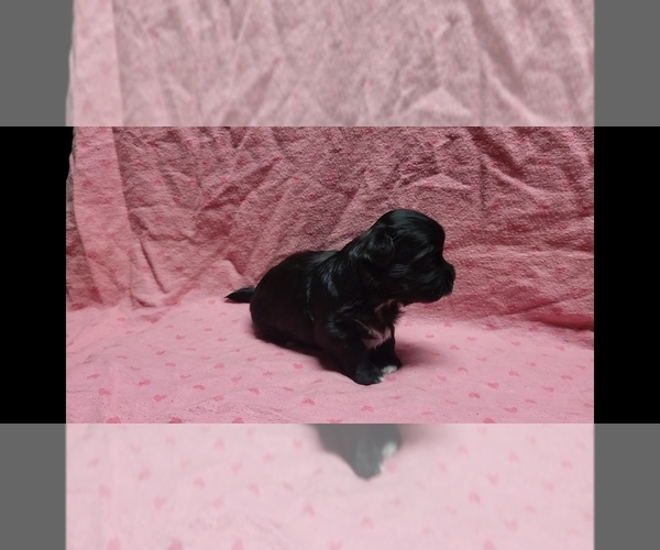 Medium Photo #9 Maltipoo Puppy For Sale in BROOKFIELD, MO, USA