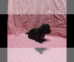 Small #8 Maltipoo