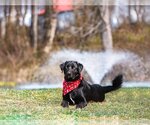 Small Photo #5 Labrador Retriever-Retriever  Mix Puppy For Sale in Unionville, PA, USA