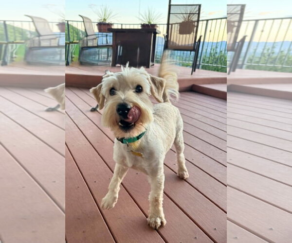Medium Photo #10 Poodle (Miniature)-Unknown Mix Puppy For Sale in Sandy, UT, USA