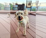 Small #9 Poodle (Miniature) Mix