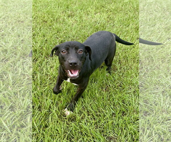 Medium Photo #4 Mutt Puppy For Sale in Eastman, GA, USA