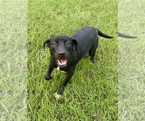 Trixie - Female Mutt Dog for Adoption - Photo #4