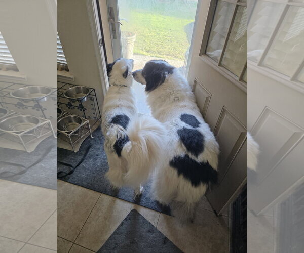 Medium Photo #19 Aussie Pyrenees Puppy For Sale in Houston, TX, USA