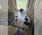 Small Photo #19 Aussie Pyrenees Puppy For Sale in Houston, TX, USA