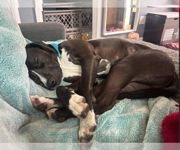 Medium Photo #2 Chihuahua-Unknown Mix Puppy For Sale in San Diego, CA, USA