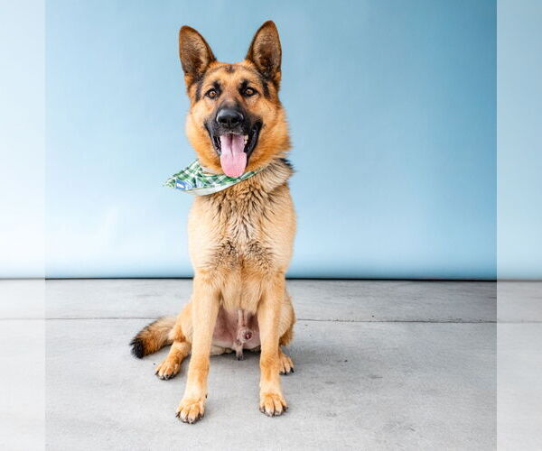 Medium Photo #2 German Shepherd Dog Puppy For Sale in Pasadena, CA, USA