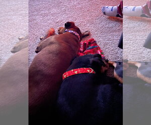 Jean - Female Doberman Pinscher Dog for Adoption - Photo #12