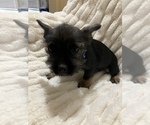 Small Photo #7 Miniature French Schnauzer Puppy For Sale in HOUSTON, TX, USA