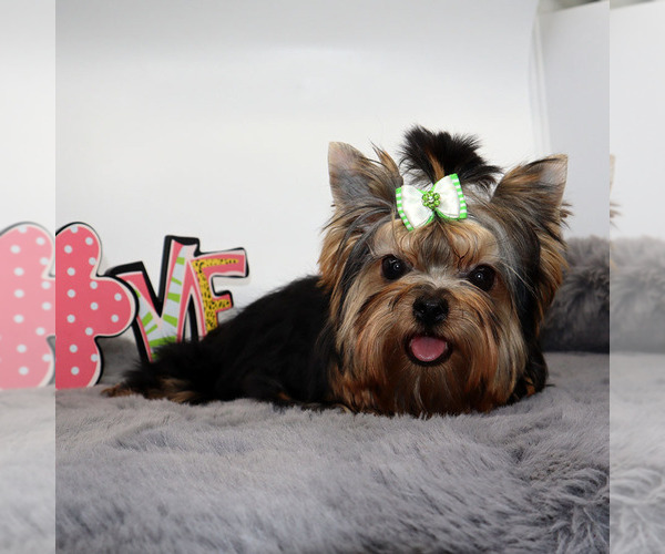 Medium Photo #3 Yorkshire Terrier Puppy For Sale in LOS ANGELES, CA, USA