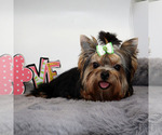 Small #2 Yorkshire Terrier
