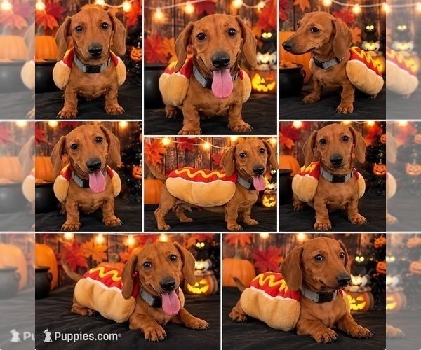 Medium Photo #2 Dachshund Puppy For Sale in MORENO VALLEY, CA, USA