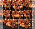 Miniature Dachs - Male Dachshund Puppy for Sale - Photo #2