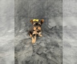 Small #1 Yorkshire Terrier