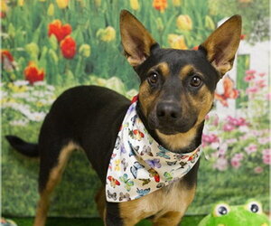 German Shepherd Dog-Unknown Mix Dogs for adoption in Placerville, CA, USA