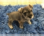 Small Photo #3 Schnauzer (Miniature) Puppy For Sale in VALRICO, FL, USA