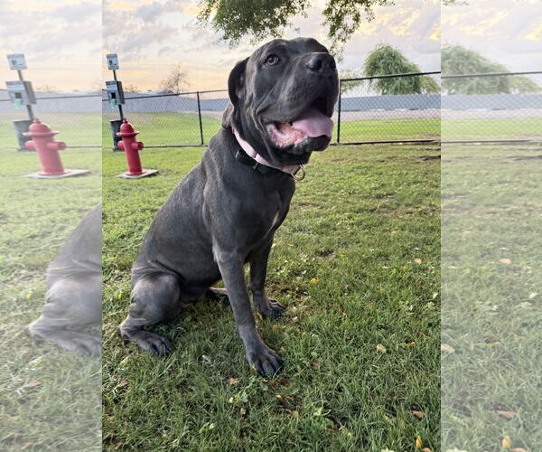 Medium Photo #4 Mutt Puppy For Sale in Goodyear, AZ, USA