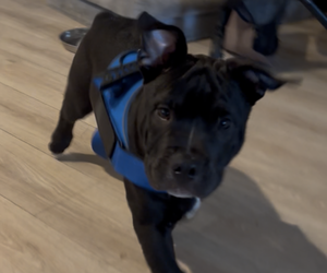 Medium Bulldog