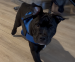 Puppy Gramps Bulldog