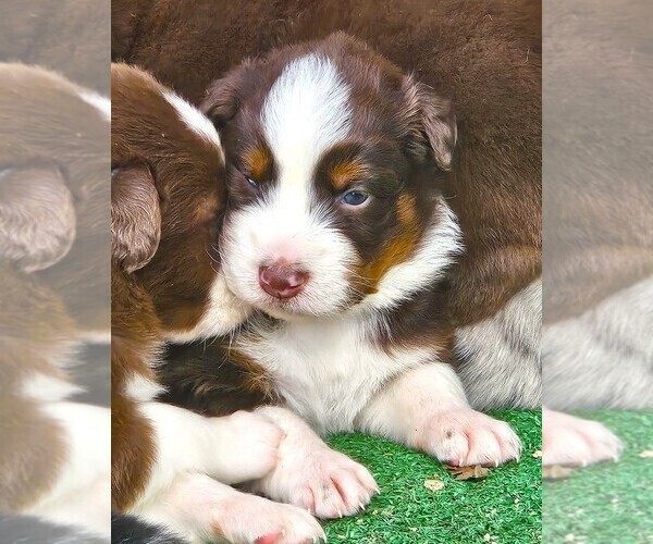 Medium Photo #12 Australian Shepherd Puppy For Sale in NELSON, VA, USA