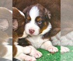 Small #11 Australian Shepherd