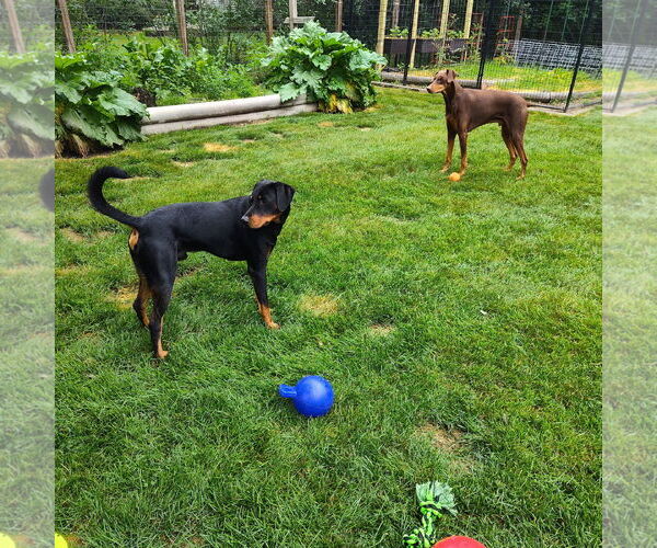 Medium Photo #7 Doberman Pinscher-Unknown Mix Puppy For Sale in Minneaoplis, MN, USA