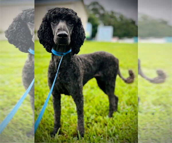 Medium Photo #1 Poodle (Standard)-Unknown Mix Puppy For Sale in Pacolet, SC, USA