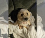 Small #2 Mutt