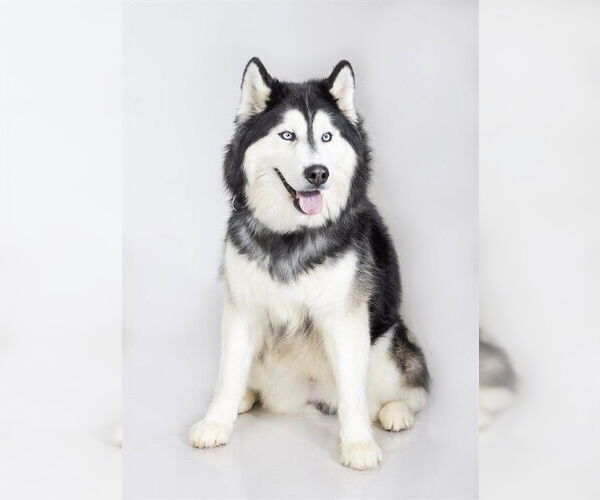 Medium Photo #1 Siberian Husky Puppy For Sale in Ogden, UT, USA