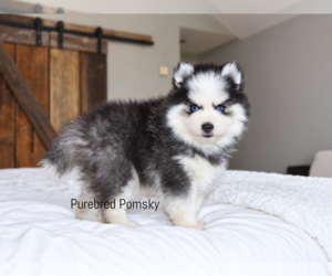 Pomsky Puppy for sale in KANSAS CITY, MO, USA