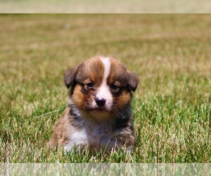 Pembroke Welsh Corgi Puppy for sale in EOLIA, MO, USA