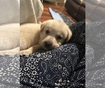 Small #15 Labrador Retriever