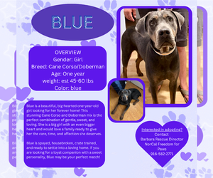 Doberman Pinscher-Unknown Mix Dogs for adoption in Rancho Cordova, CA, USA