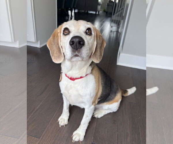 Medium Photo #3 Beagle Puppy For Sale in Rockaway, NJ, USA