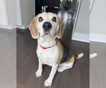 Small #2 Beagle