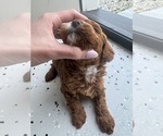 Small Photo #2 Goldendoodle-Poodle (Toy) Mix Puppy For Sale in NAMPA, ID, USA