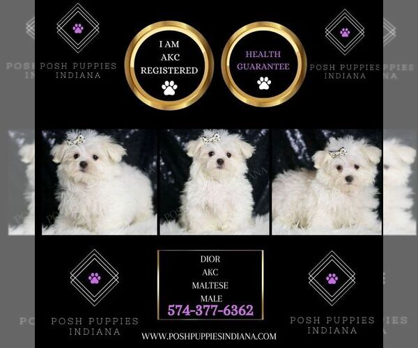 Medium Photo #2 Maltese Puppy For Sale in WARSAW, IN, USA