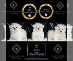 Small #1 Maltese