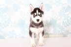 Small Photo #1 Siberian Husky Puppy For Sale in NAPLES, FL, USA