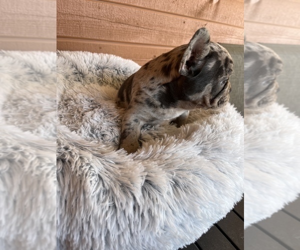 Medium Photo #1 French Bulldog Puppy For Sale in MODESTO, CA, USA
