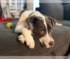 Poppy Seed - Female Mutt Dog for Adoption - Photo #2