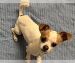 Small Chihuahua